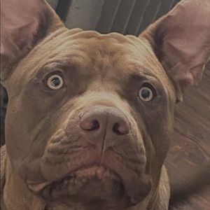 Meet your Posher, Brittaney